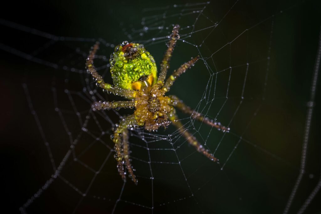 pest control seo
