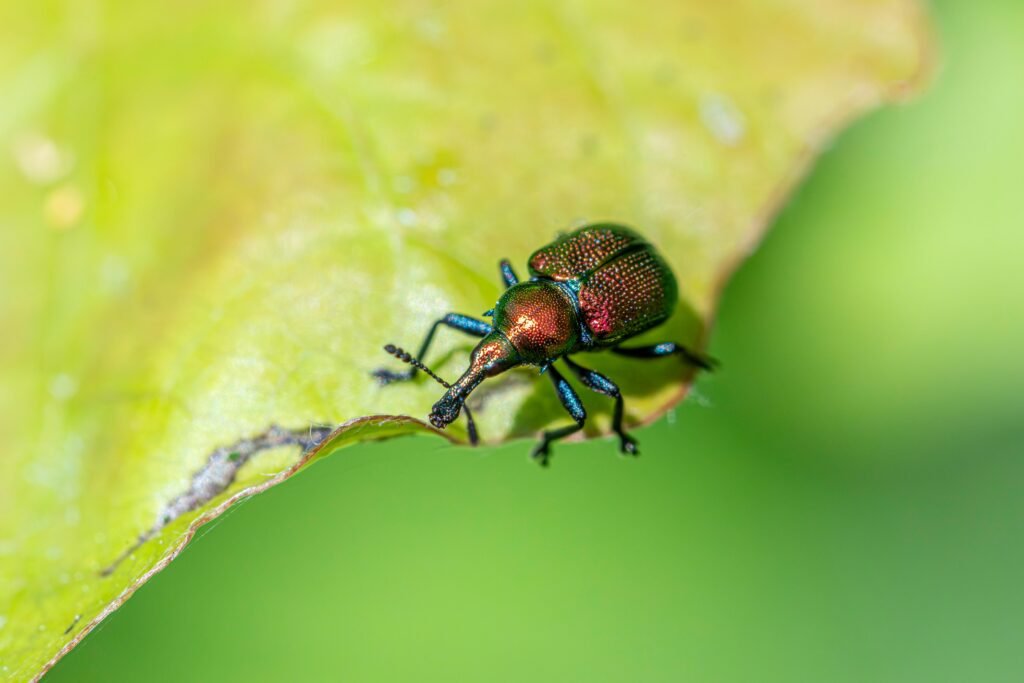 pest control seo