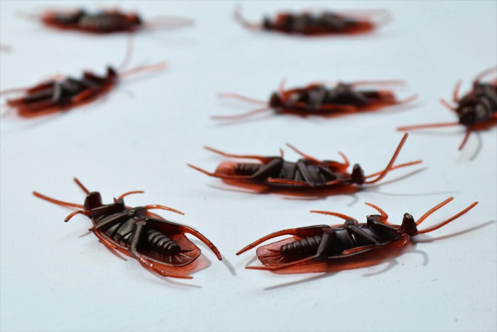 pest control seo
