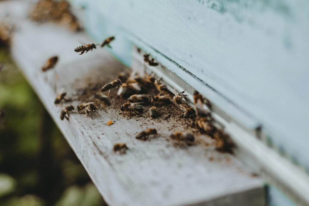 pest control seo